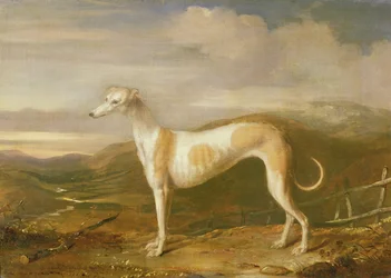 Galgo